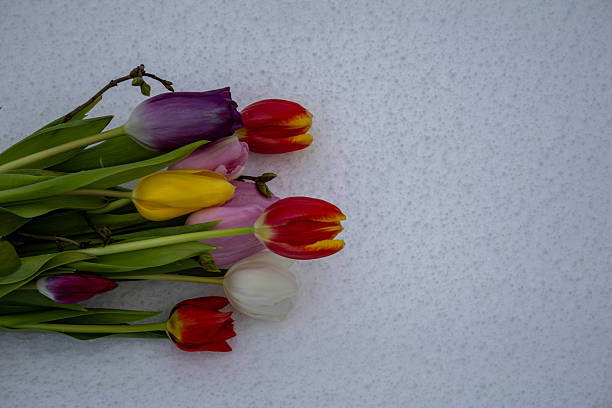 A spring bouquet of tulips. International Women's Day Greeting Card on March 8th