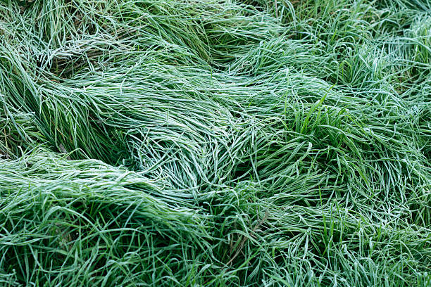 Green blades of grass covered in a delicate layer of hoarfrost during spring