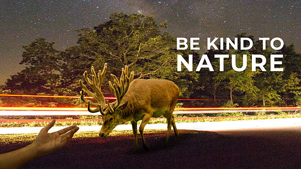 This evocative digital composite features a majestic stag crossing a road against a backdrop of starry skies and light trails, paired with a human hand reaching out to emphasize harmony with wildlife. Perfect for environmental campaigns, sustainability presentations, and conservation-focused social media content, this image delivers a powerful visual message about coexistence.