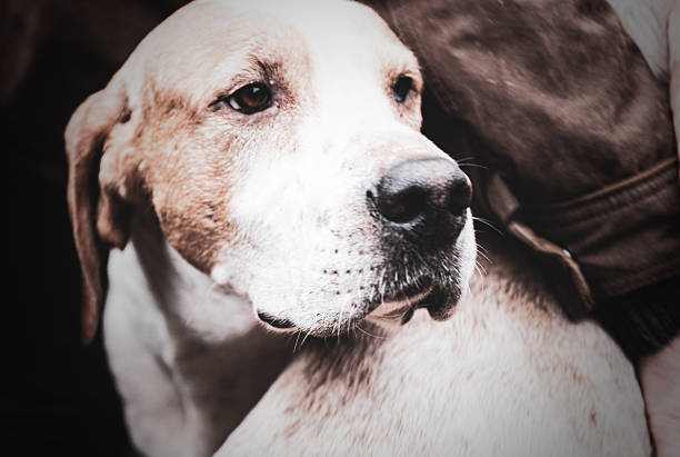 Stray dog on streets