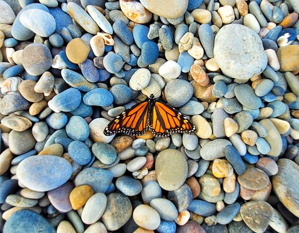Pinned and mounted female monarch butterfly, Danaus plexippus, isolated on white.