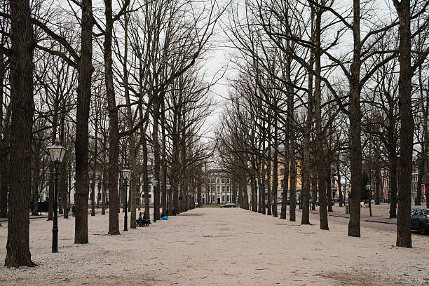The Hague, The Netherlands. January 11th, 2026: Symmetrical tree-lined city square with a wide pedestrian path and leafless trees during winter. Urban park atmosphere surrounded by historic buildings in the city center of The Hague. Calm public space, European city life, and seasonal winter scenery. Suitable for concepts such as urban nature, symmetry, travel, architecture, and quiet city moments.