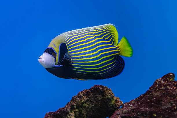 Image of the French angelfish (Pomacanthus paru)