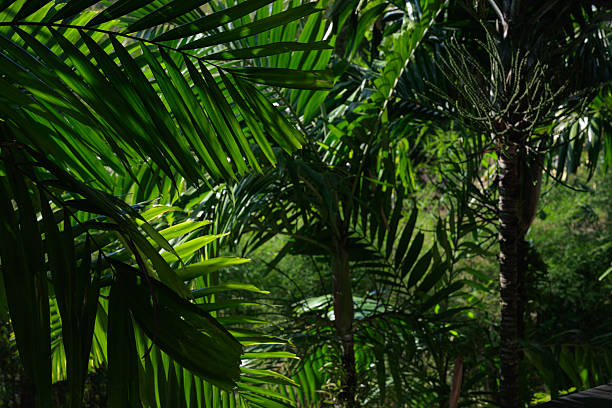 The Pacific Hawaiian islands offer so many diverse landscapes, including rich green rainforests as pictured here in the Kona area of the Big Island.  Ferns, vines, moss, and towering trees make for a beautiful nature background.