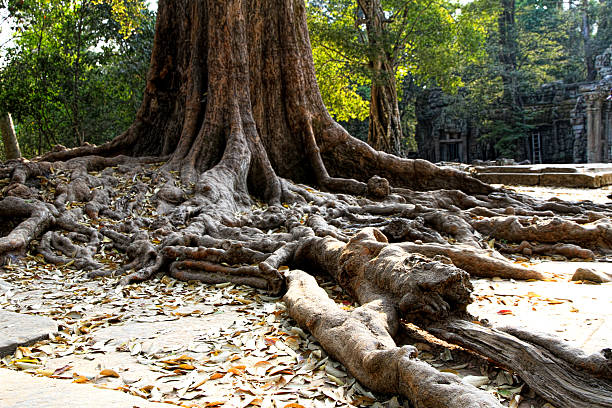 A tree's roots crawl over the ancient temple of Ta Phrom in Cambodia.