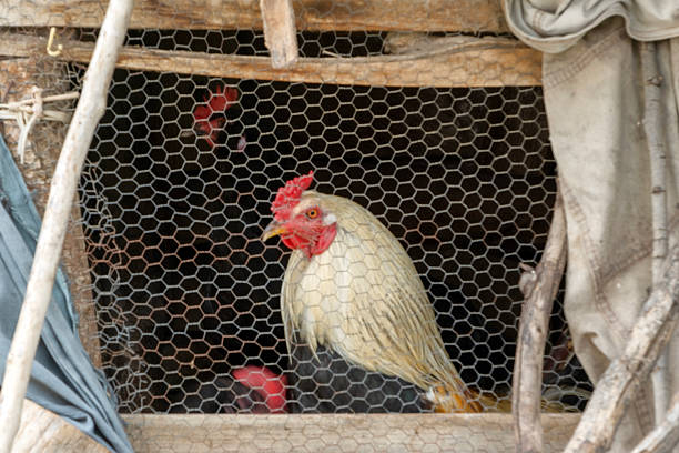 a brown laying hen inside a cage at a commercial poultry farm . provides an intimate look at the conditions of modern egg production and can be used industrial agriculture, commercial farming.