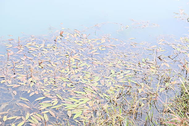 Potamogeton gramineus plants. Its species of aquatic plant. Its common name is various leaved pondweed, variable leaf pondweed, grass-leaved pondweed and grassy pondweed. lt grows in clean water.