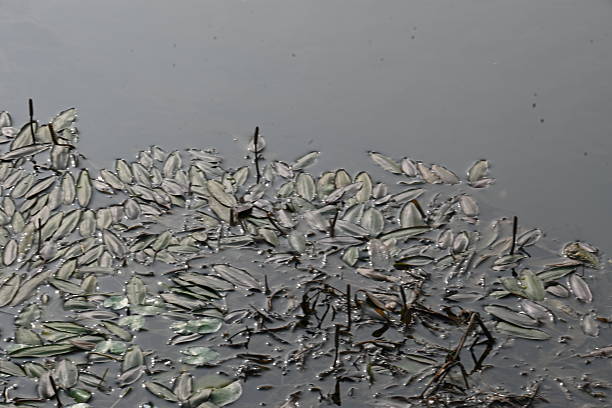Potamogeton gramineus plants. Its species of aquatic plant. Its common name is various leaved pondweed, variable leaf pondweed, grass-leaved pondweed and grassy pondweed. lt grows in clean water.