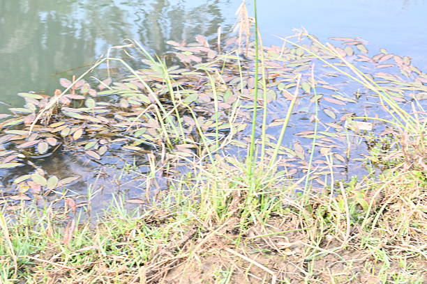 Potamogeton gramineus plants. Its species of aquatic plant. Its common name is various leaved pondweed, variable leaf pondweed, grass-leaved pondweed and grassy pondweed. lt grows in clean water.