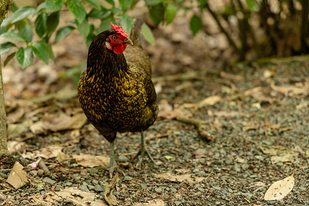 istock Speckled Brown Hen Standing Forest Ground 2256722057