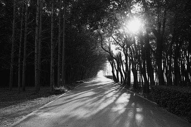 Dramatic black and white fine art photograph of a straight, empty asphalt road stretching into the distance, flanked by tall, slender trees forming a natural tunnel, with radiant sunbeams piercing through the canopy and casting long, ethereal shadows across the pavement. This minimalist, high-contrast composition captures a sense of mystery, tranquility, and timeless beauty, evoking themes of journey, introspection, nature's serenity, and the play of light and shadow in a peaceful woodland setting. Ideal for motivational posters, book covers, wellness and mindfulness imagery, travel inspiration, interior wall art, or cinematic storytelling. High-resolution monochrome image with striking tonal range, deep blacks, and glowing highlights, perfect for large-format prints or digital media emphasizing atmospheric depth and emotional resonance.
