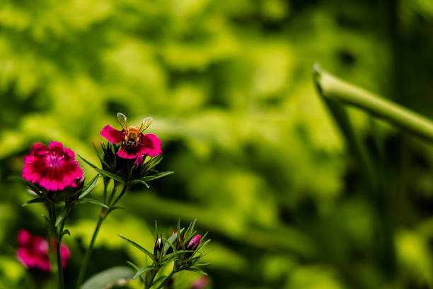 Insect collects nectar vivid petals outdoors bee flower flowers bloom blooming