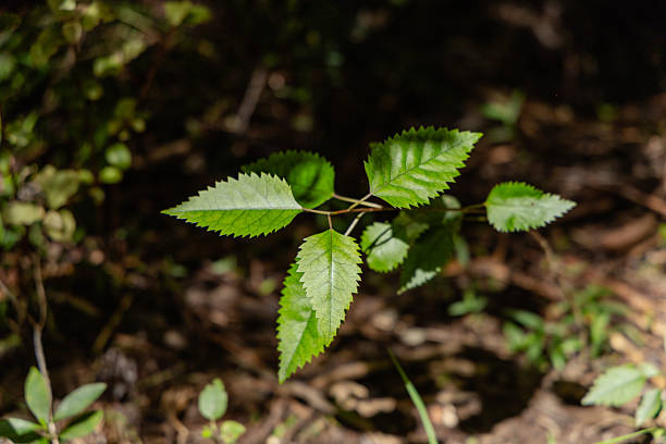 Sunlit foliage emerges above dark woodland floor sapling branch twig growth