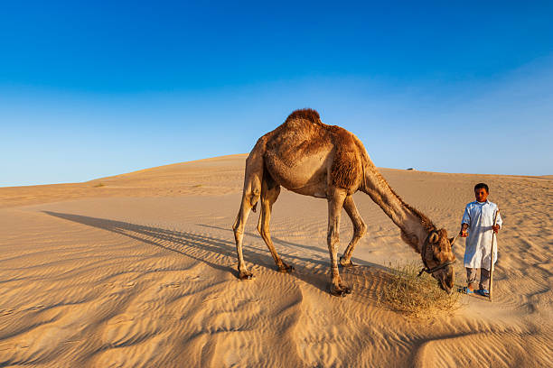 A lone dromedary camel bends to graze a small patch of scrub on rippled sand dunes while a young boy in a light traditional robe stands nearby holding a staff and the camel’s lead. The scene is bathed in warm golden-hour light, casting long shadows across the textured sand under a clear blue sky. The vast, quiet desert landscape emphasizes the scale of the dunes and the simple daily life of tending animals in a remote setting.