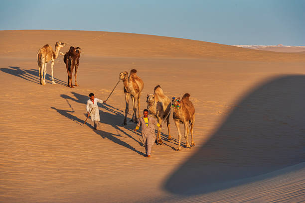 Two men lead a small caravan of camels across vast, rippled sand dunes bathed in warm, low-angle light. Long shadows stretch behind the animals and handlers, while footprints and the textured surface of the sand emphasize the scale and stillness of the desert landscape. One camel is adorned with colorful trimmings, and a large dune shadow cuts across the foreground, adding contrast to the scene.