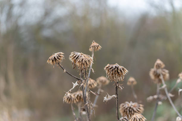 Dried wildflowers in winter. Dried wildflower seed heads standing in a winter landscape. Minimal nature scene showing seasonal transition and natural decay.