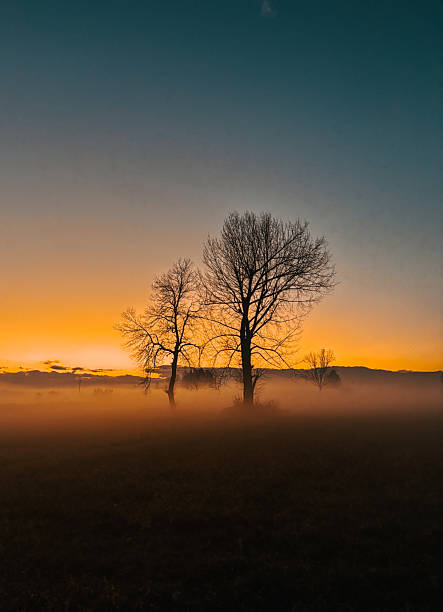 Photo Of Trees During Sunset On Winter Evening