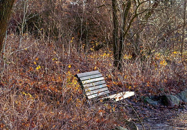 A solitary wooden park bench stands among dry bushes and leafless trees in a tranquil autumn forest, capturing a mood of solitude and peace