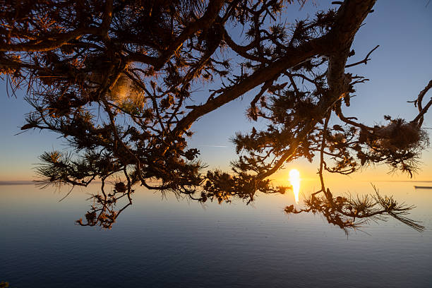 Silhouetted pine branches frame a peaceful sunrise over a glassy sea, with warm golden reflection on the water and clear sky at dawn.