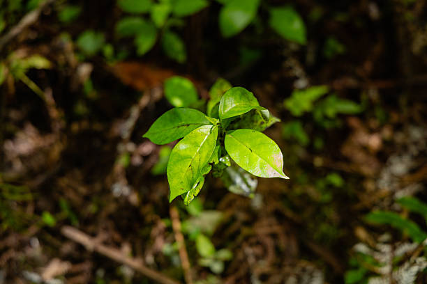 Small foliage emerges brightly against darker ground seedling sprout growth