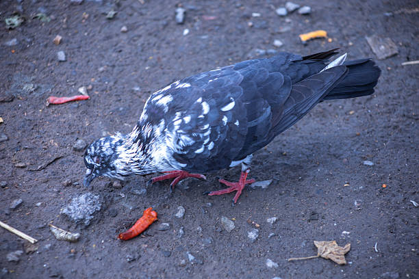 The Pigeons feed food on the ground.