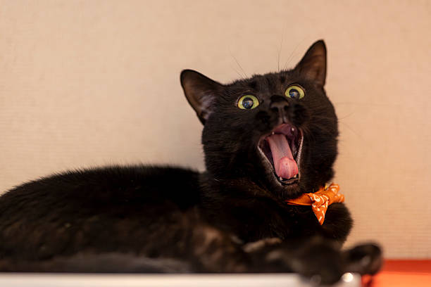 Yawning black cat looking at Camera showing teeth, eyes and tongue
