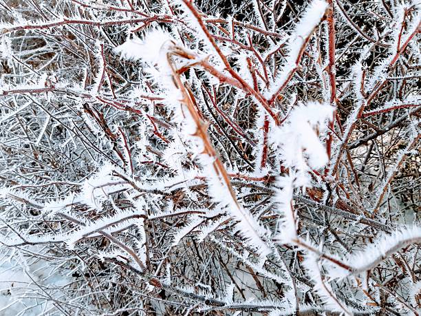 A detailed macro photograph showing sharp, needle-like rime ice crystals attached to brown branches and thorns, showcasing the intricate textures of a Swiss winter morning.