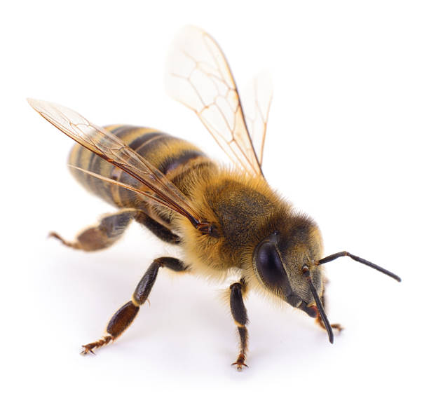 istock Honey bee apis mellifera isolated on white background 2256738939
