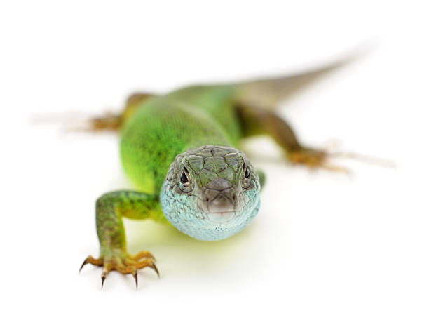 Authentic photography of a beautiful green lizard looking at camera. Real camera capture of European green lizard isolated on white. Natural shot of wild reptile animal in macro detail.