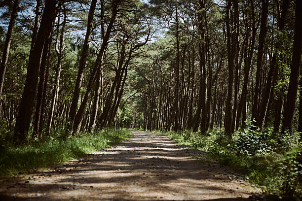 Tranquil path winds through sun dappled forest, surrounded by towering pines. Quiet atmosphere evokes peace and connection with nature, perfect for reflection or leisurely stroll