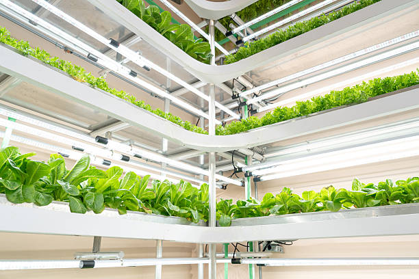 istock Food security, Indoor Vertical Farming, hydroponic lettuce under LED lights, Smart Agriculture, Greenhouse in the future. 2256739978