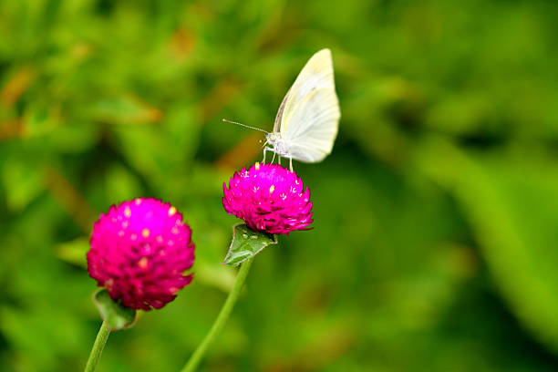 Gomphrena globosa, commonly called globe amaranth, is an annual that grows on upright branching stems. The true flowers are tiny and inconspicuous white to yellow trumpets that are only visible close-up. It is the bright bracts with clover-like flower heads that provide the colorful bulk of its structure from June to October. The range of flower head colors include red, pink, purple, lilac, violet and white.The small butterfly is Pieris rapae.