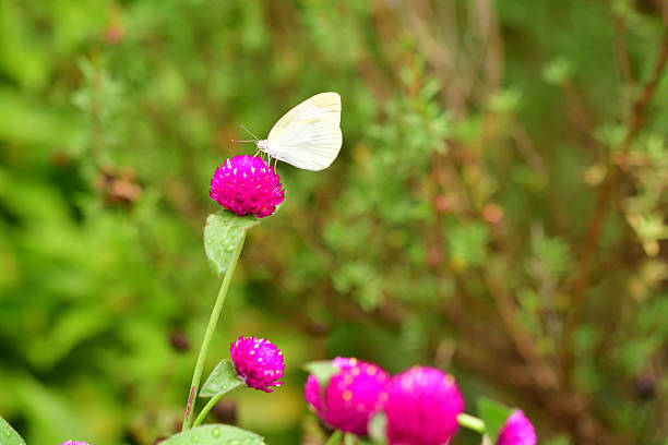 Gomphrena globosa, commonly called globe amaranth, is an annual that grows on upright branching stems. The true flowers are tiny and inconspicuous white to yellow trumpets that are only visible close-up. It is the bright bracts with clover-like flower heads that provide the colorful bulk of its structure from June to October. The range of flower head colors include red, pink, purple, lilac, violet and white.The small butterfly is Pieris rapae.