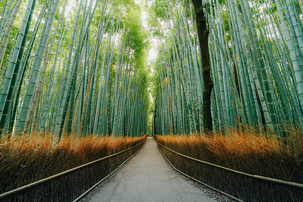 istock Arashiyama Bamboo Grove Path with Towering Bamboo Stems in Kyoto 2256747551