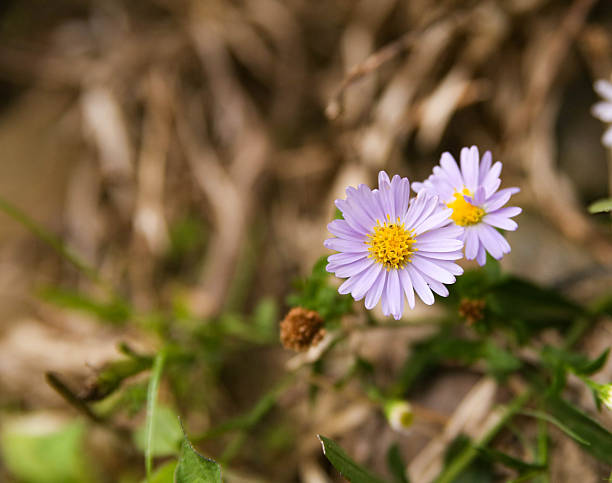 A close-up shot of small purple aster-like wildflowers blooming against a rustic background of dried leaves and green foliage.