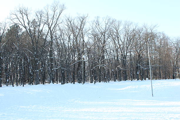 A group of trees in a snowy field. Snow. Outdoor. Tree. Nature. Ski slope