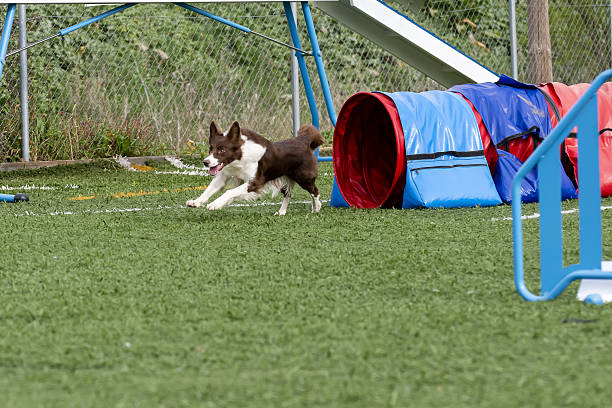 Red and white border collie on an agility course coming out of a tunnel