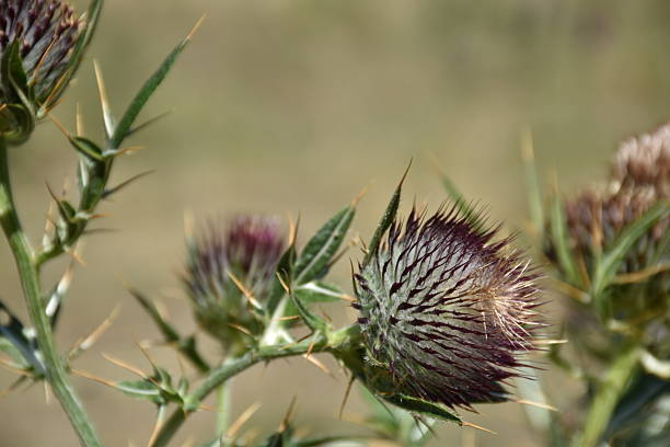 Flower of Onorondum nervosum on Mount Kopaonik, Serbia