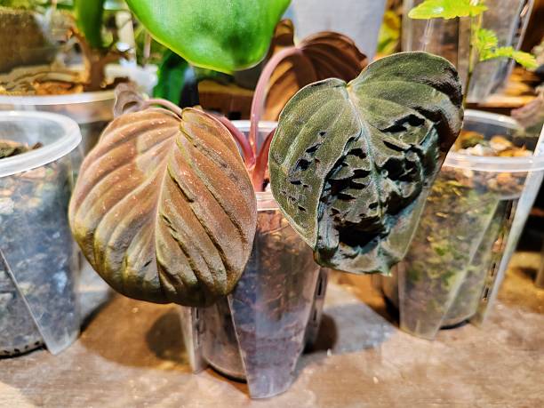 Anthurium antolakii aka 'black velvet eastern panama'