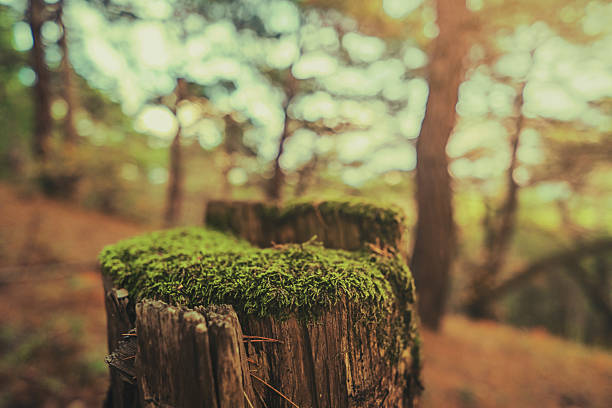 close-up of a tree stump covered in moss in a wooded area in backcountry