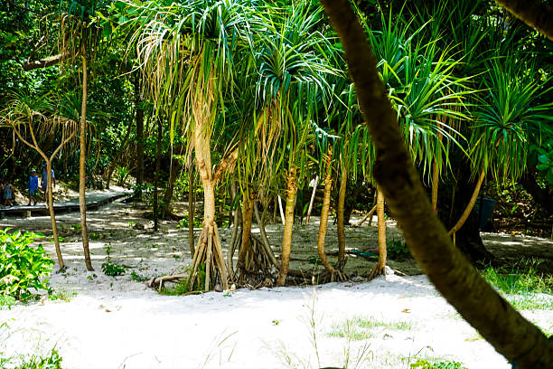Palm trees growing on light sandy ground surrounded by lush vegetation in a tropical island environment