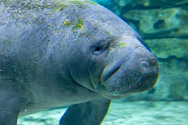 Aerial view of a large group of manatees swimming and resting in shallow, clear turquoise water. The image captures multiple West Indian manatees clustered together, highlighting their rounded bodies, textured skin, and natural movement. This scene depicts wildlife behavior, marine mammals, conservation, endangered species, coastal ecosystems, and warm-water habitats. Ideal for concepts related to environmental protection, nature, biodiversity, ecotourism, and aquatic life.