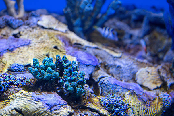 A close-up view of blue coral-like textures and rocky formations inside an aquarium. The background features soft, blurred shapes of swimming fish, creating a peaceful underwater scene.