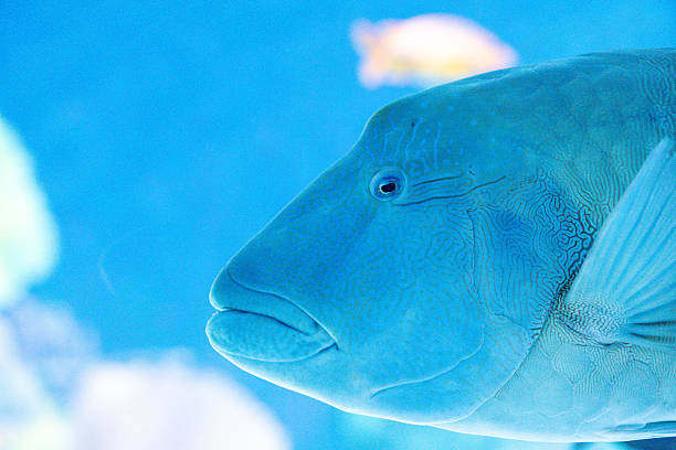 A detailed close-up side profile of a large blue Wrasse. The image highlights the intricate maze-like patterns around the eye, thick lips, and textured scales against a blue aquatic background.