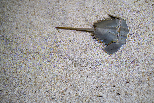 A top-down view of an Atlantic Horseshoe Crab (Limulus polyphemus) burying itself in the white sandy bottom of a marine aquarium. The composition provides ample negative space on the left for text.