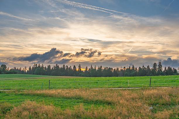 A vibrant green field with golden grasses leads to a horizon lined with trees. The sunset sky is filled with dramatic clouds and sunlight, perfect for nature and landscape themes.