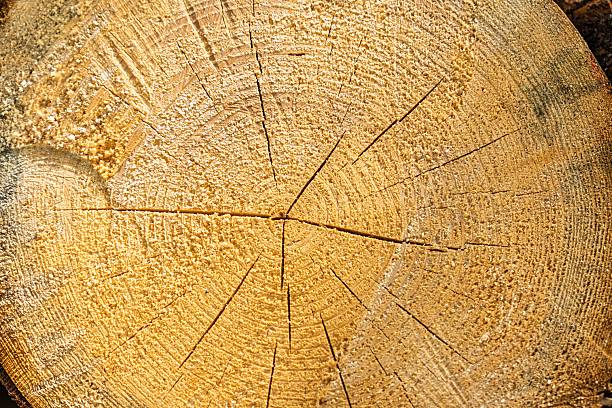 Wooden log grain for editing