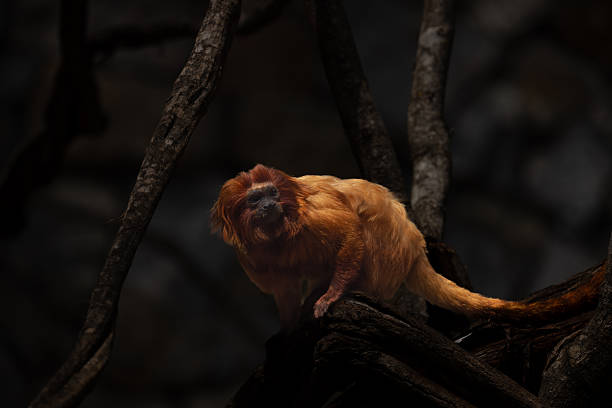 Golden lion tamarin in its enclosure.