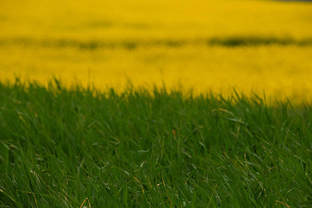Landscape of a field of yellow rape or canola flowers, grown for the rapeseed oil crop.