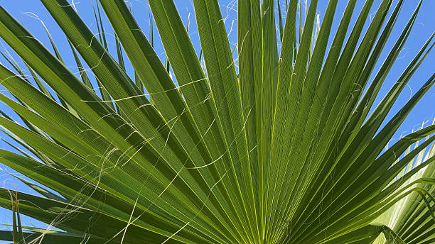 istock Large palm leaves sway in the wind against a blue sky. 2256773160